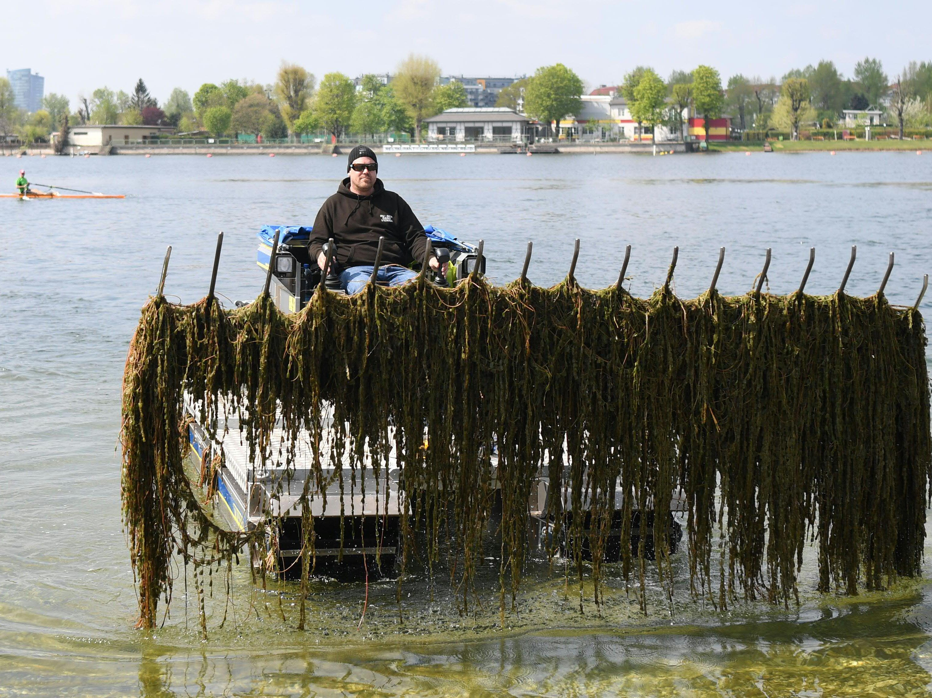 Die Mähboote holen jedes Jahr Tausende Tonnen an Pflanzen aus der Donau.