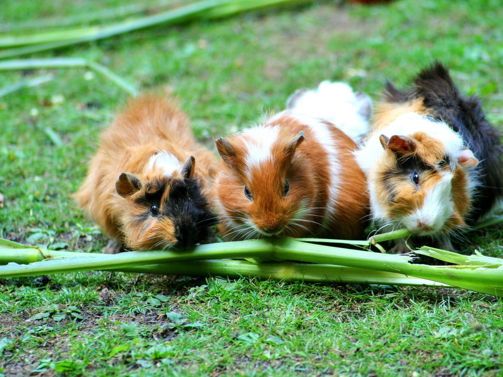 Die Tierhandlung hat drei Meerschweinchen fälschlicherweise verkauft.