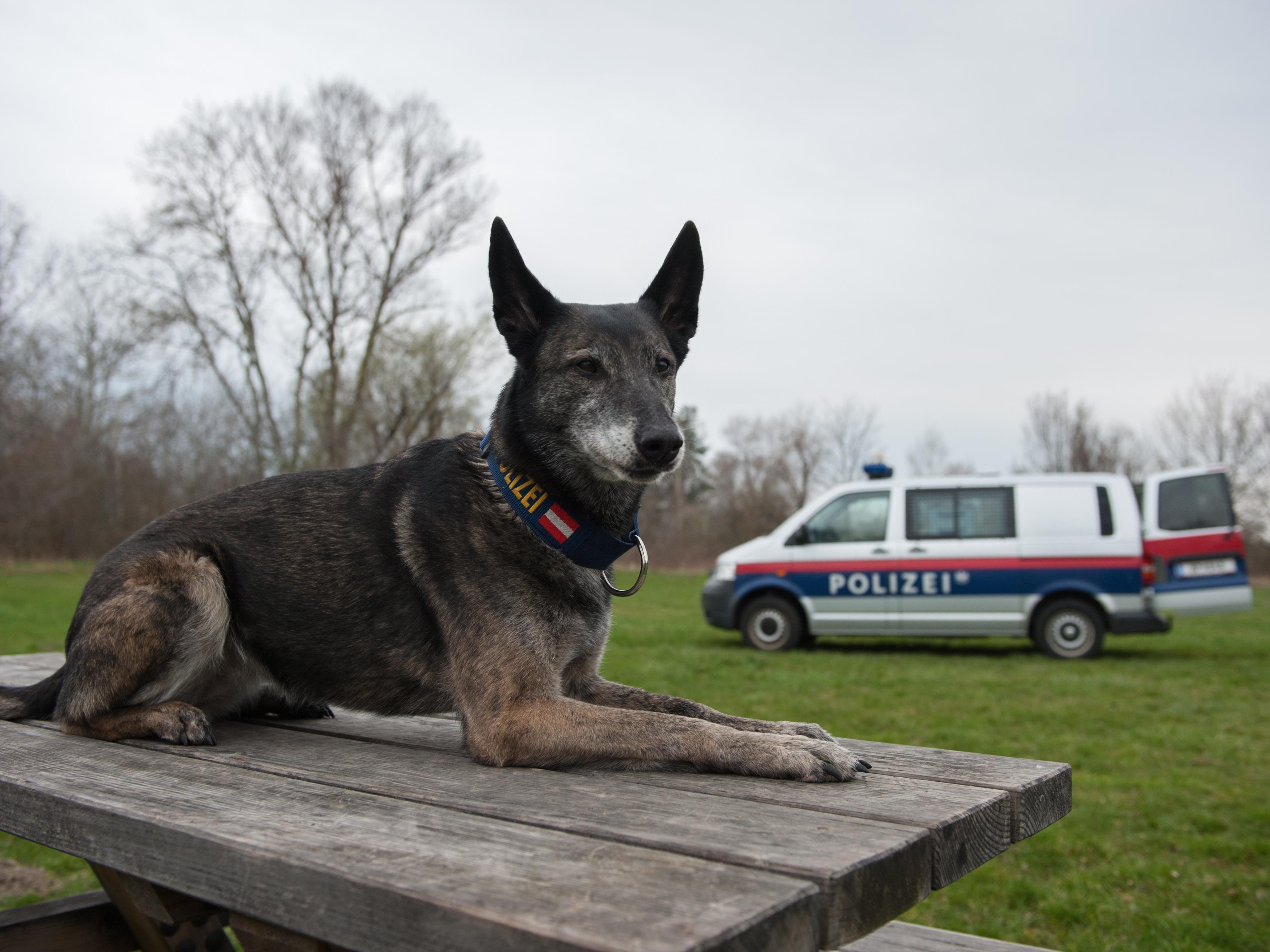 Das Highlight der Veranstaltung wird die Vorführung der Diensthunde der LPD Wien sein.