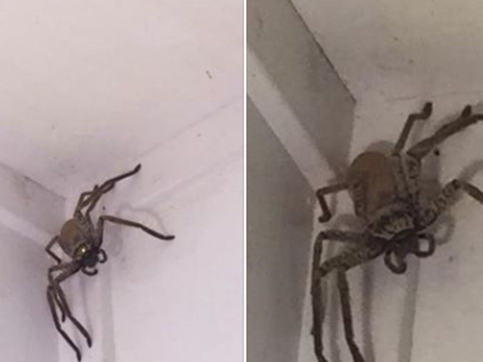 Frau Entdeckt In Ihrem Haus Eine Huntsman Riesenspinne Welt