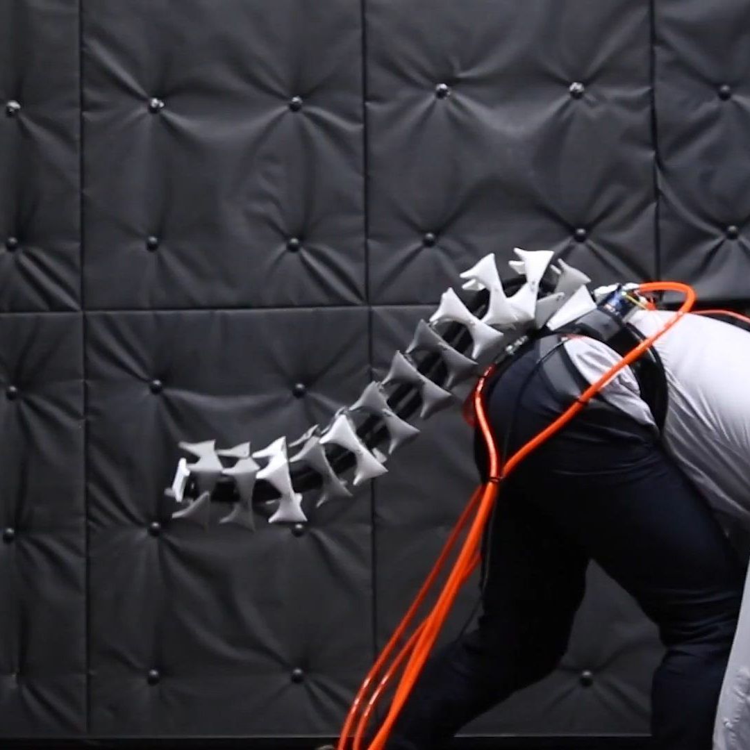 Der Schwanz soll die Haltung verbessern.