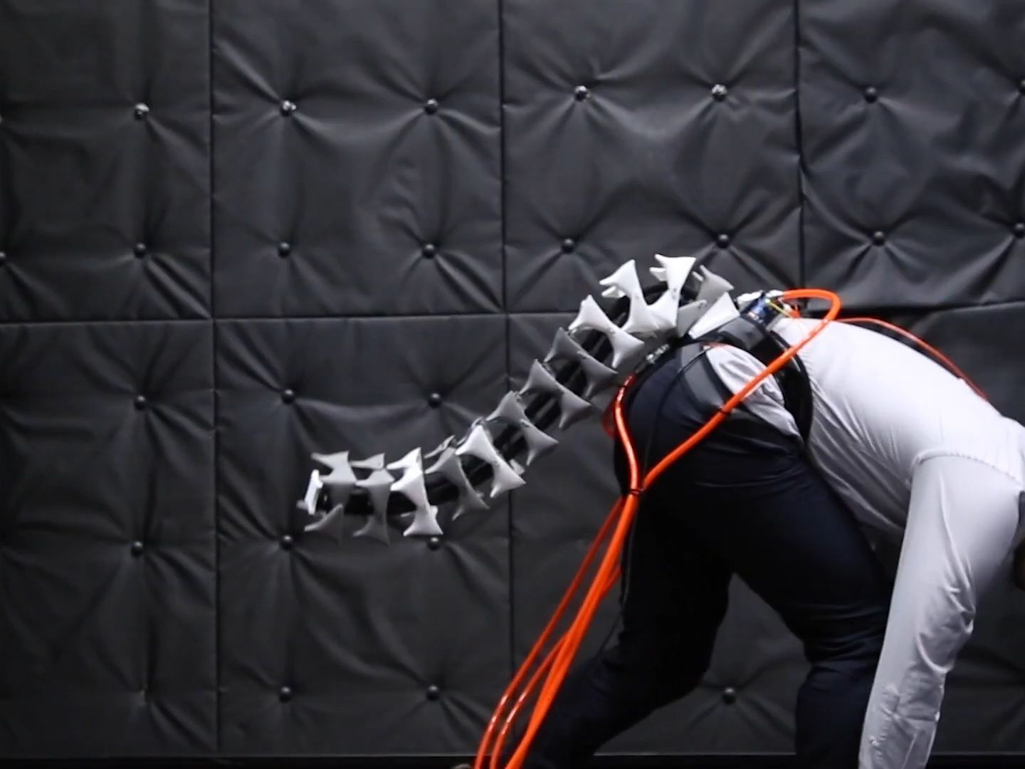 Der Schwanz soll die Haltung verbessern.