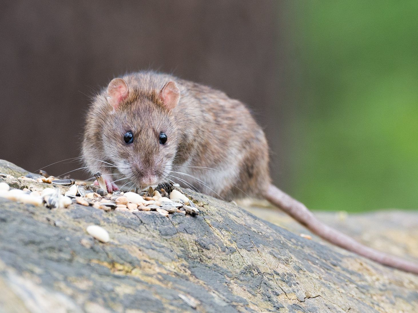 In Wien leben mehr Ratten als Menschen.