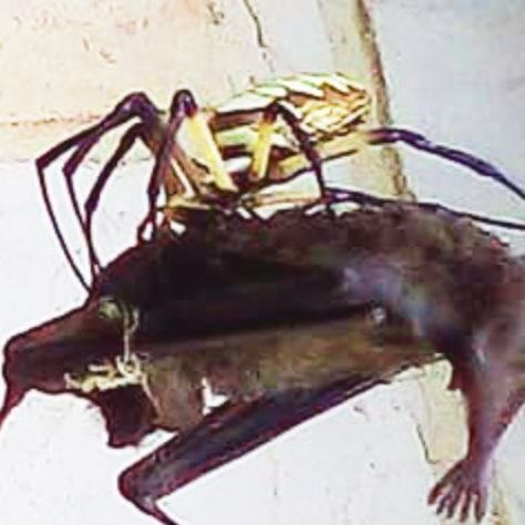 Ein Festmahl für die Spinne.