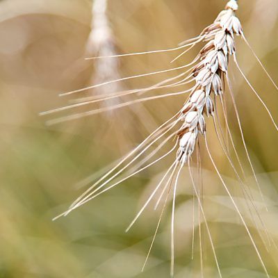 Nur Dänemark ist teurer