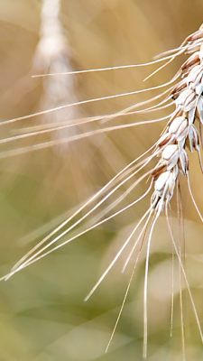 Nur Dänemark ist teurer