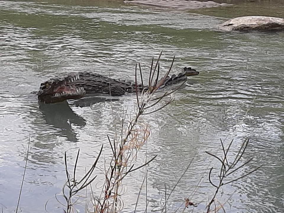 Krokodil bei der kleinen Ill