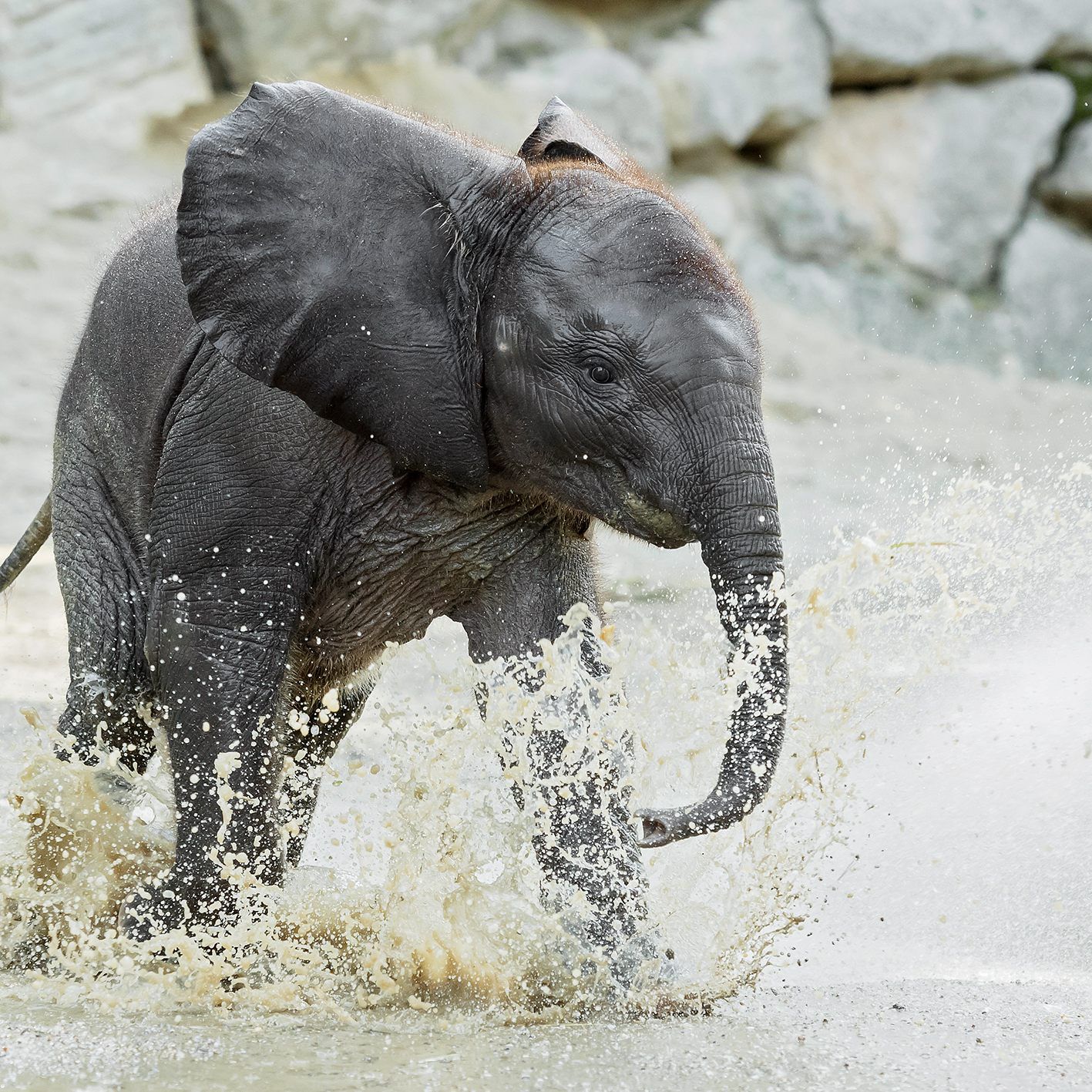 Das Elefantenbaby Kibali hat nun ein eigene Kinderbuch.