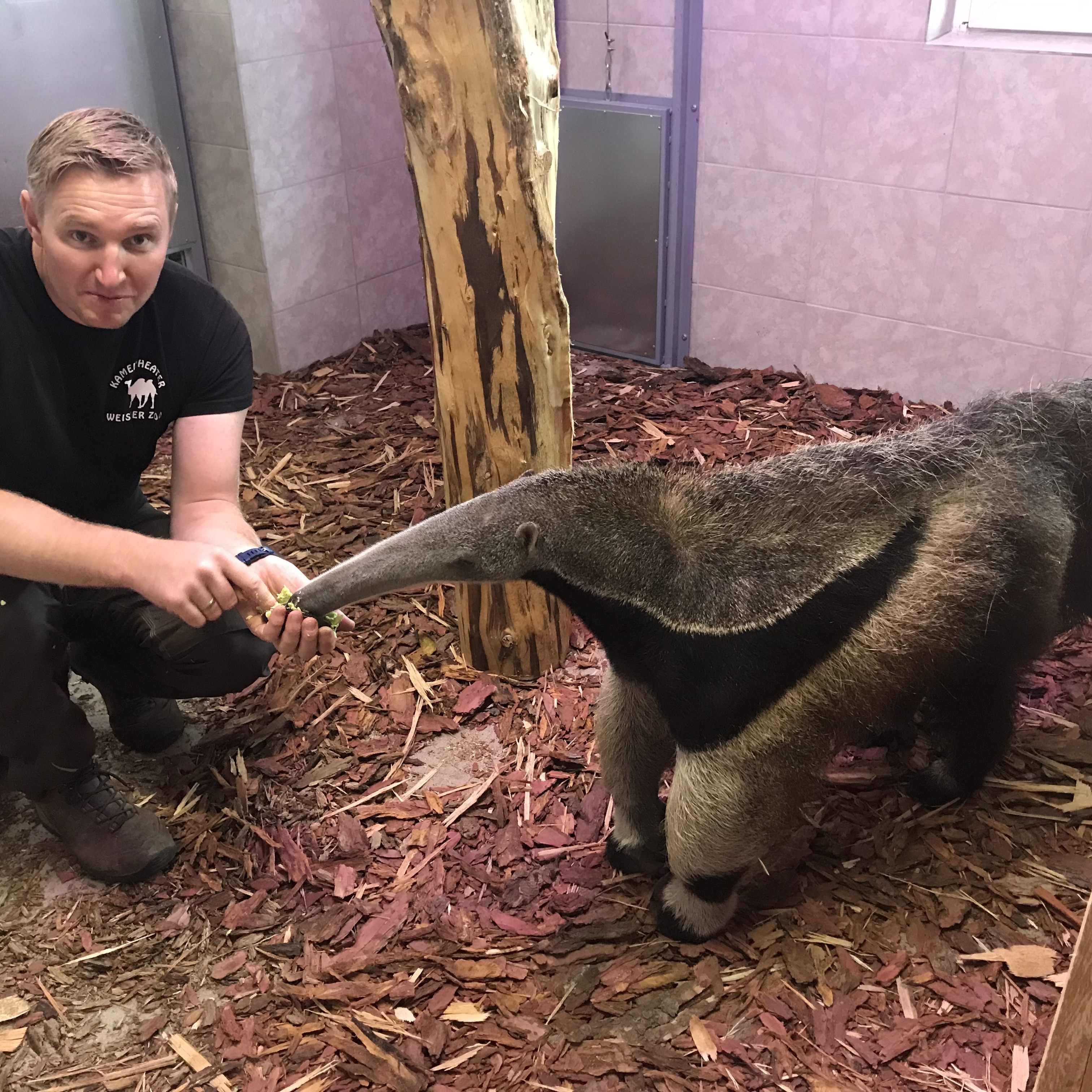 Die Großen Ameisenbären sind im Weißen Zoo in Niederösterreich zu sehen.