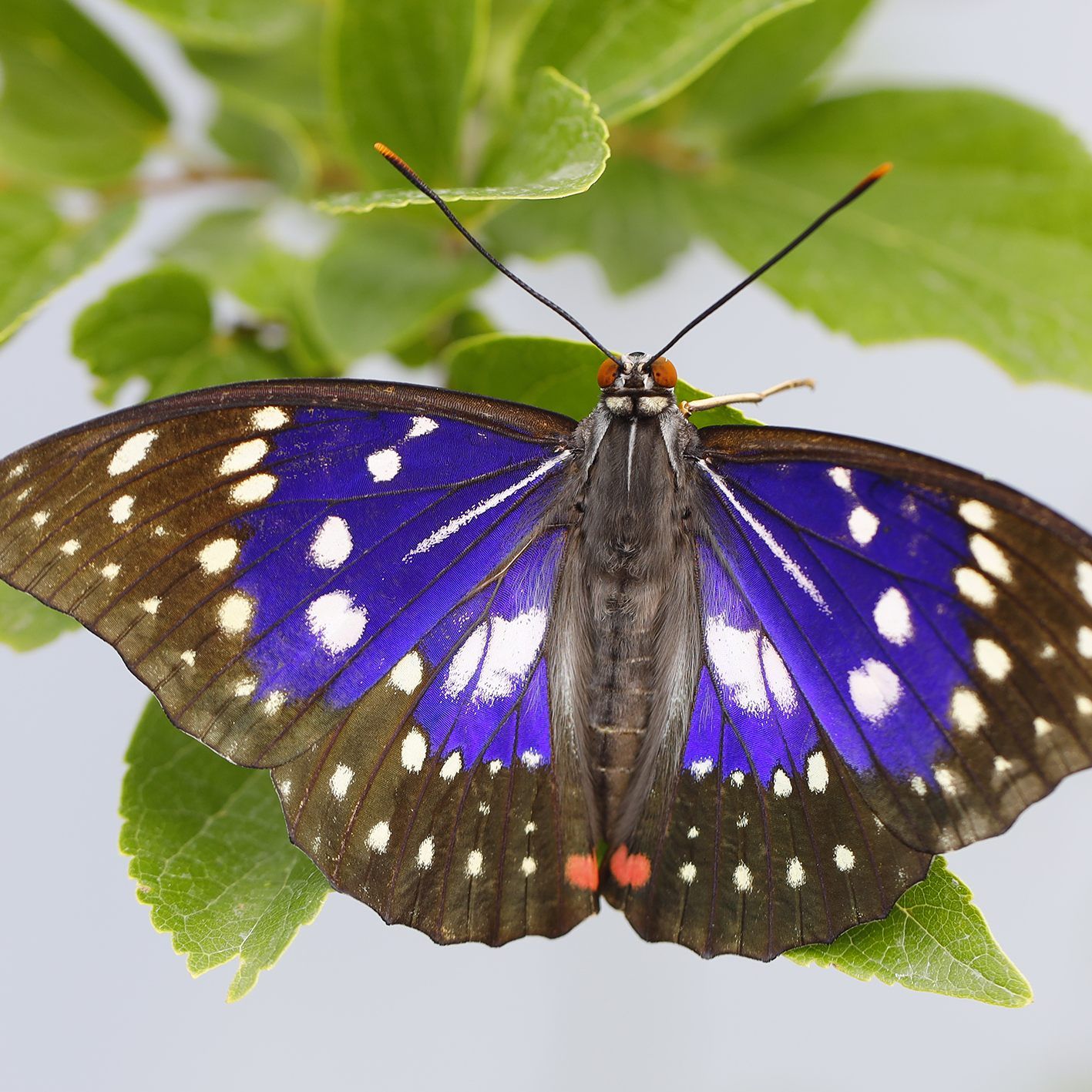 Dem Wiener Tiergarten ist es gelungen, den "Japanischen Kaiser" zu züchten.