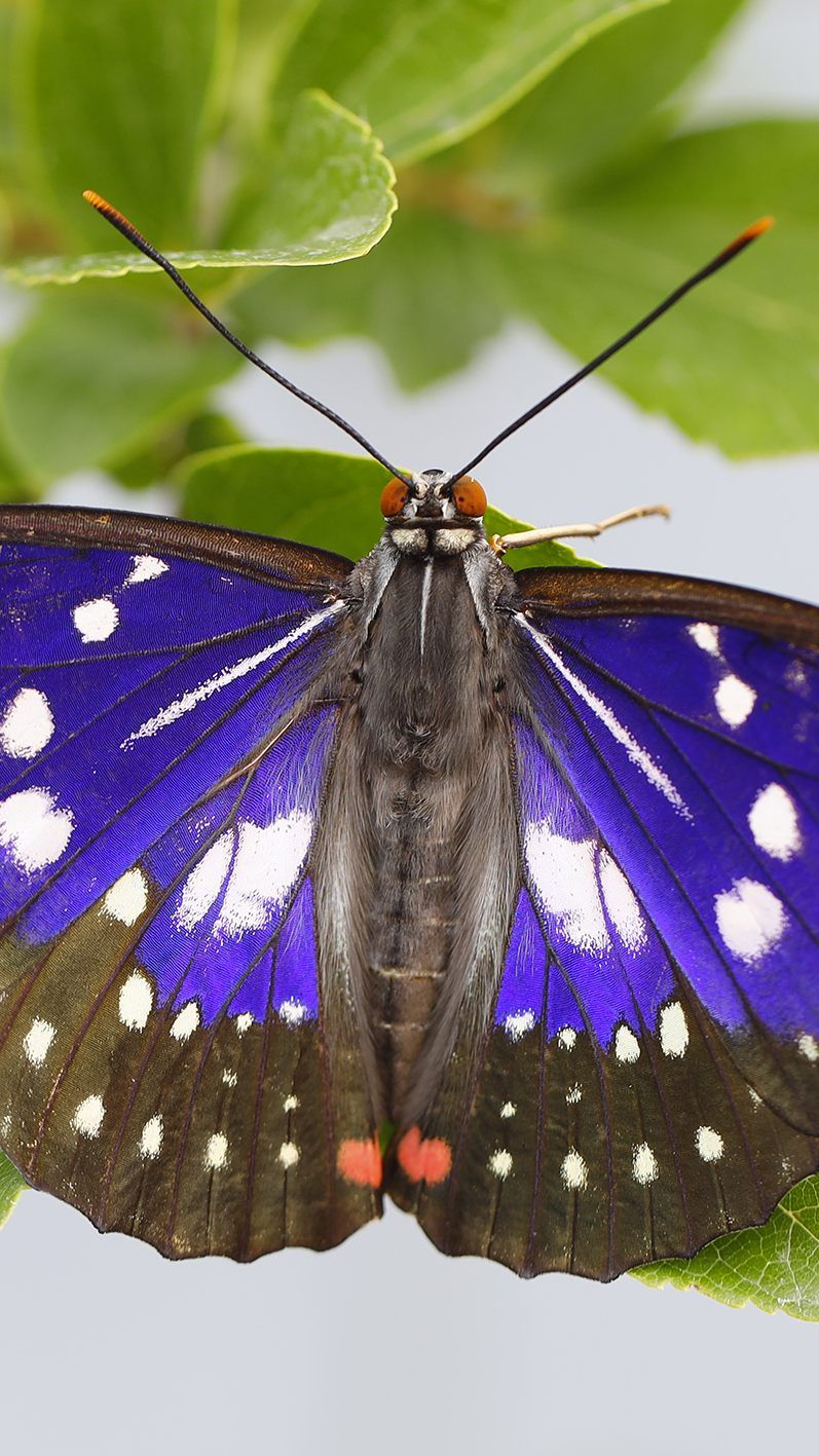 Dem Wiener Tiergarten ist es gelungen, den "Japanischen Kaiser" zu züchten.
