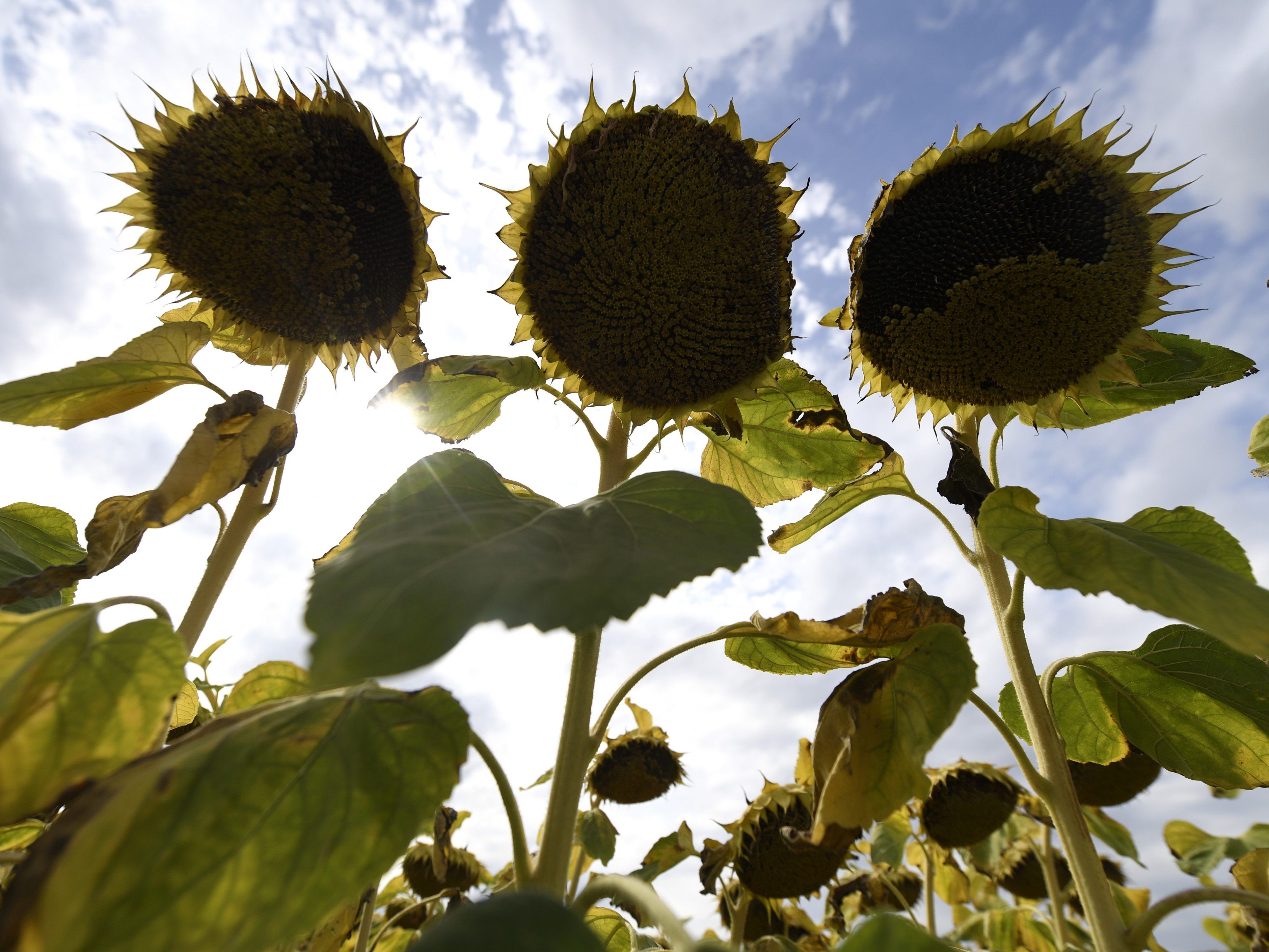Spätsommer und Herbst werden sich im Laufe der nächsten Tage abwechseln. Spätsommer und Herbst werden sich im Laufe der nächsten Tage abwechseln.
