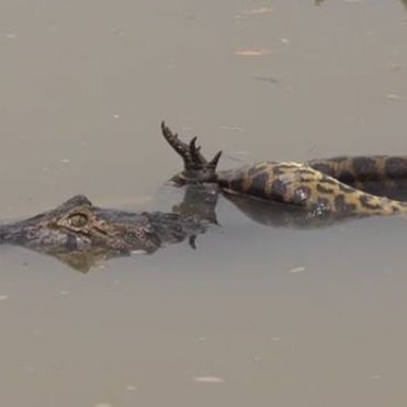 Im Amazonas steht die riesige Anakonda an der Spitze der Nahrungskette.