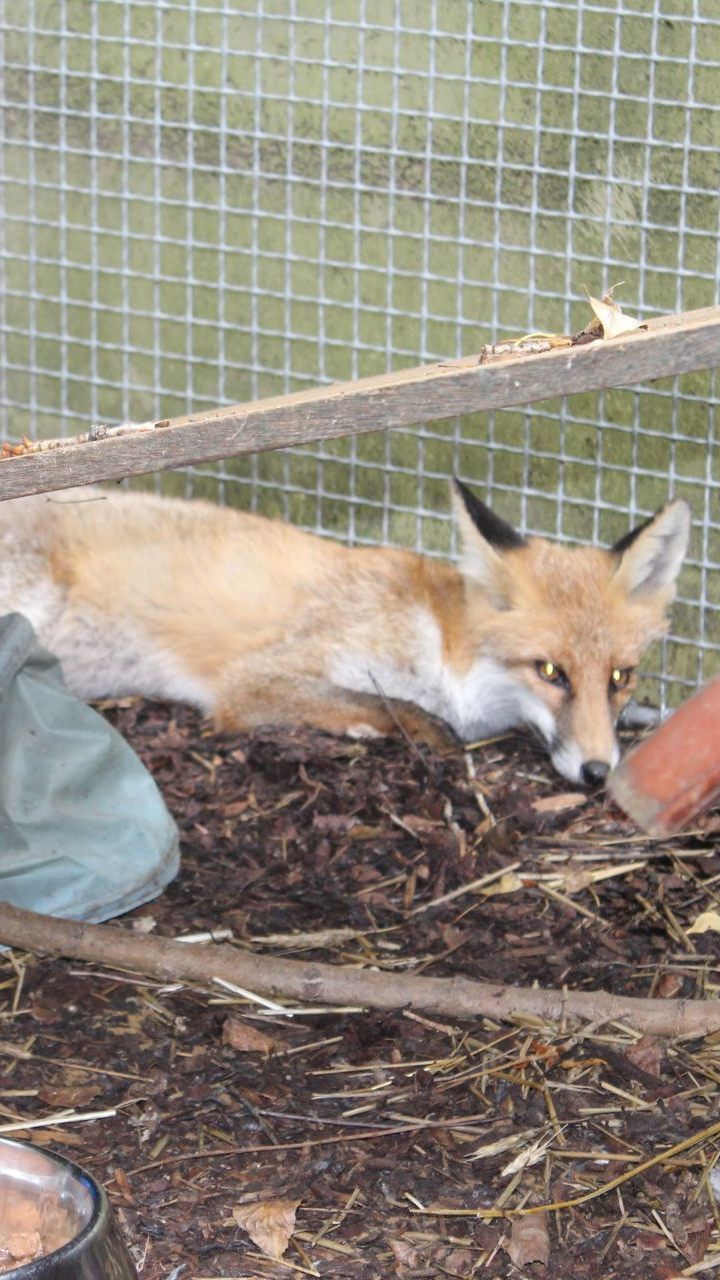 "Cap" unternahm bereits erste Gehversuche.