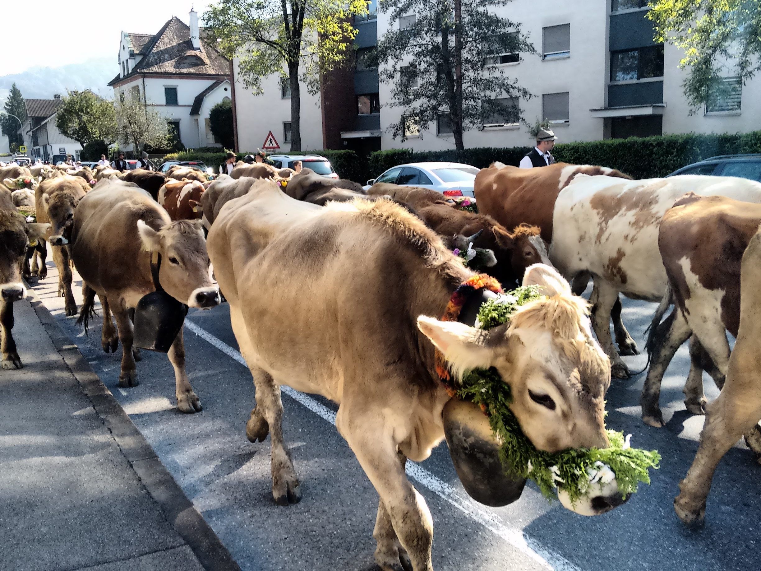 Am 28. September ab 14 Uhr treffen 150 Stück Vieh von der Alpe Wöster im Alberried ein. Am 28. September ab 14 Uhr treffen 150 Stück Vieh von der Alpe Wöster im Alberried ein.