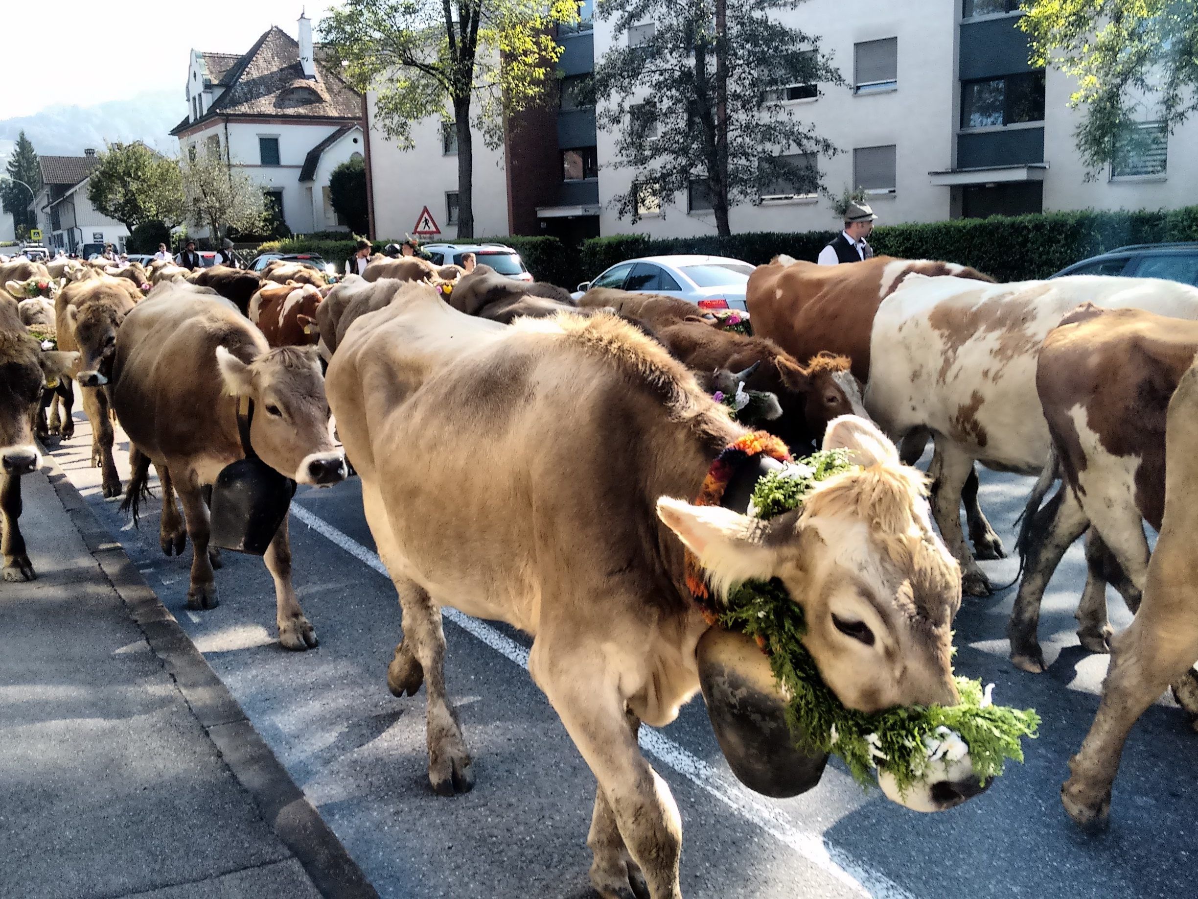 Am 28. September ab 14 Uhr treffen 150 Stück Vieh von der Alpe Wöster im Alberried ein.