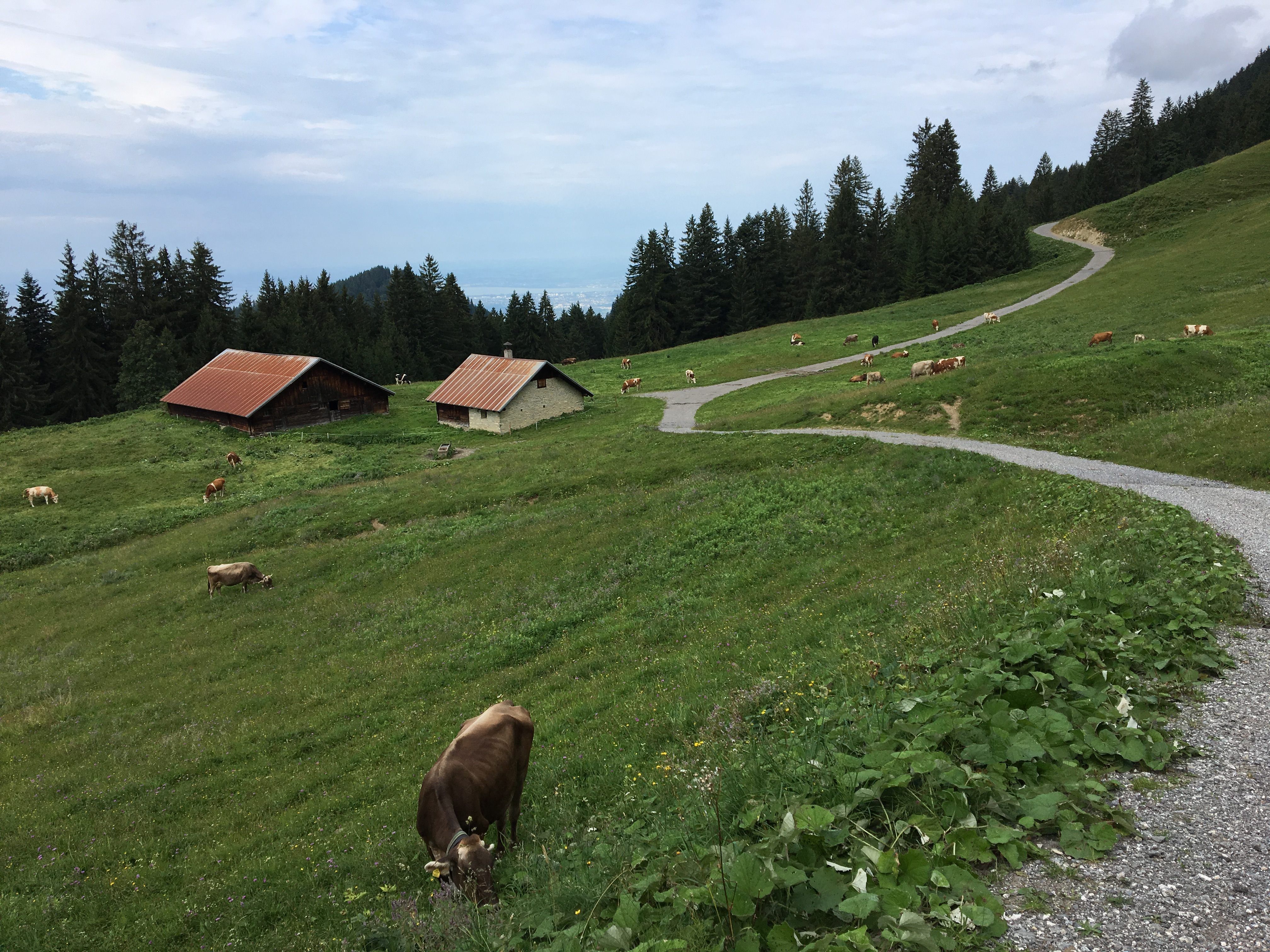 Alpe Schwimmersboden auf 1250 Meter.