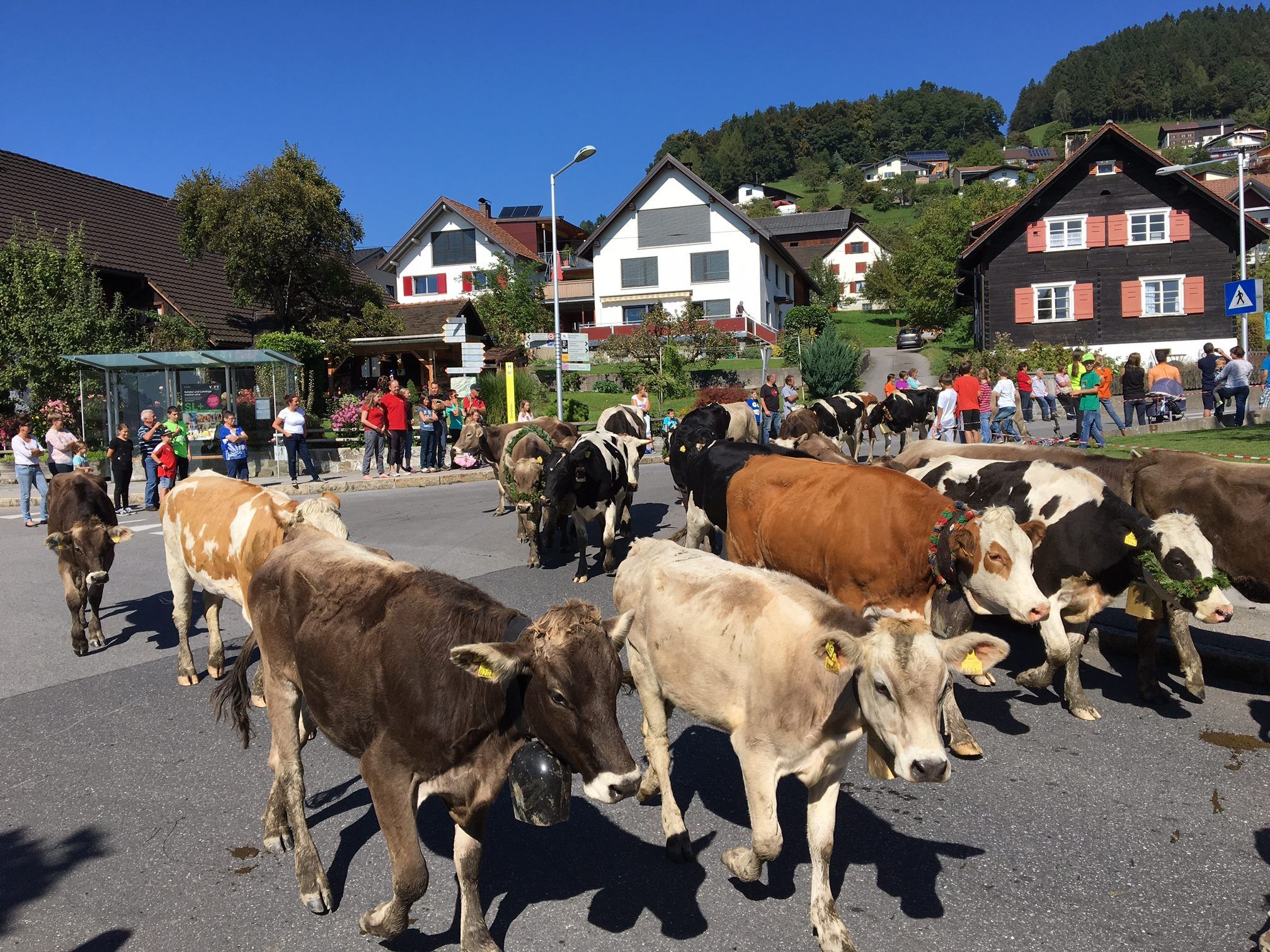 Galtvieh-Alpabtrieb von der Hohen Kugel in Fraxern.