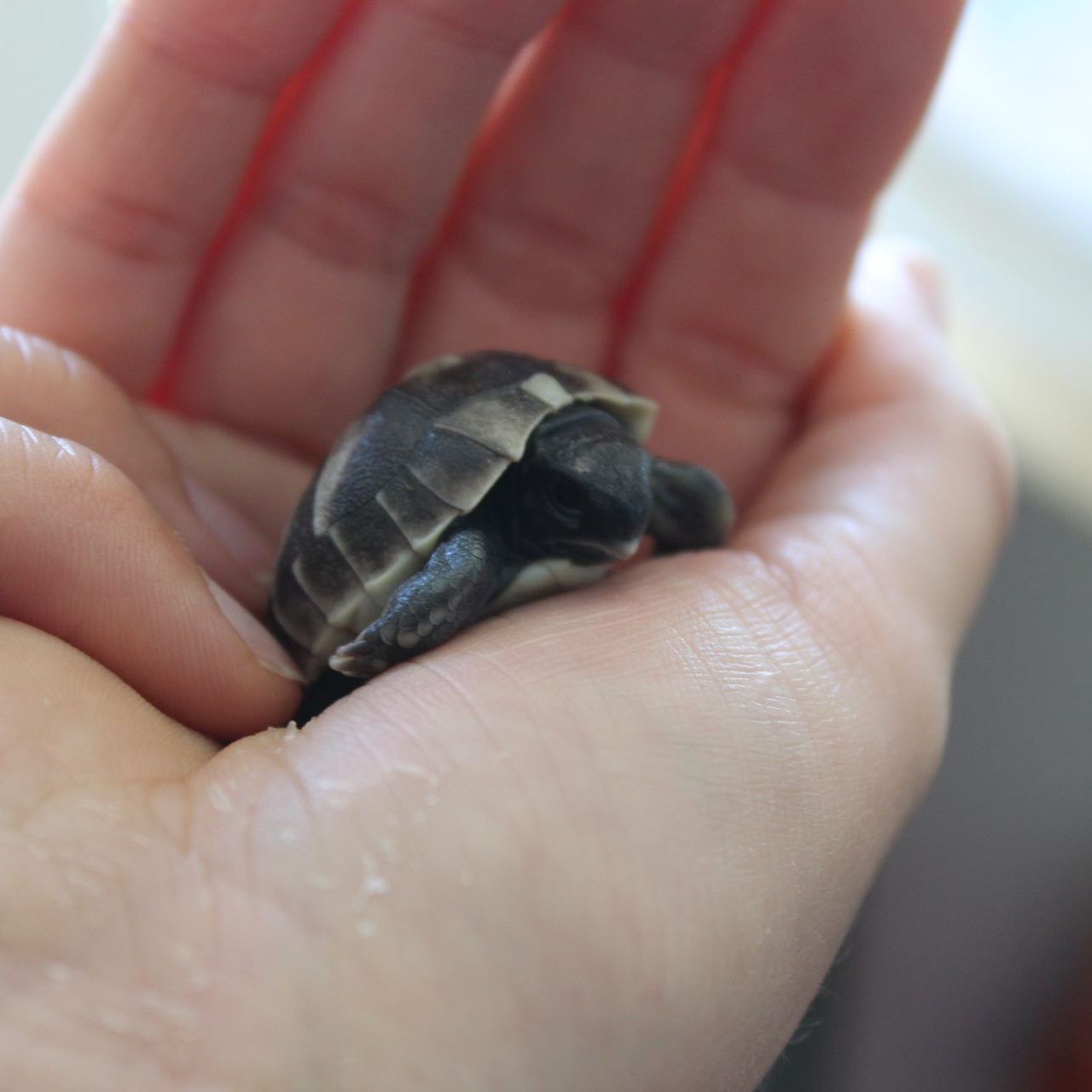 Das Baby-Panzertier hat etwa die Größe einer Zwei-Euro-Münze.