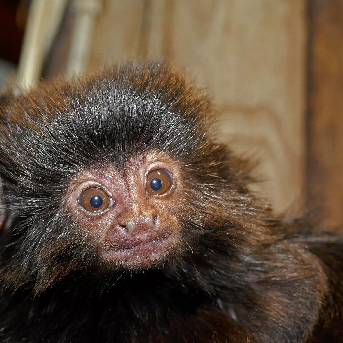 Es wurde wieder ein kleiner Springtamarin im Wiener Haus des Meeres geboren.