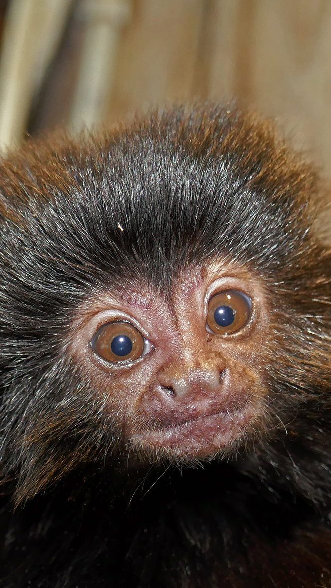 Es wurde wieder ein kleiner Springtamarin im Wiener Haus des Meeres geboren.