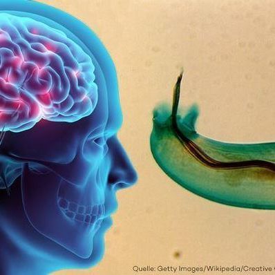 Aktuell werden Mallorca-Urlauber vor dem Verzehr von Schneckenfleisch gewarnt.