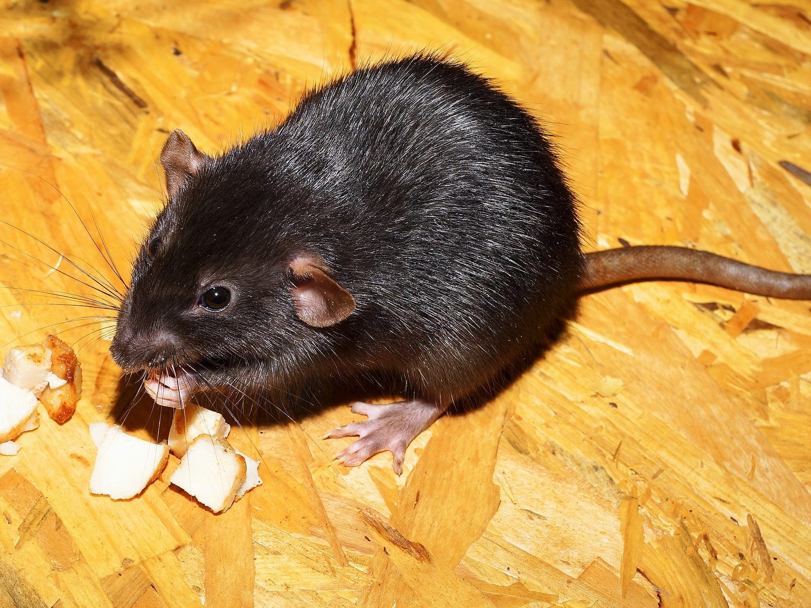 Die Ratten könnten sich in Wien zu einem Gesundheitsrisiko entwickeln. Die Ratten könnten sich in Wien zu einem Gesundheitsrisiko entwickeln.