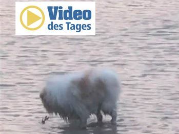 Die Krabbe hat einen Heimvorteil in diesem Duell. Die Krabbe hat einen Heimvorteil in diesem Duell.