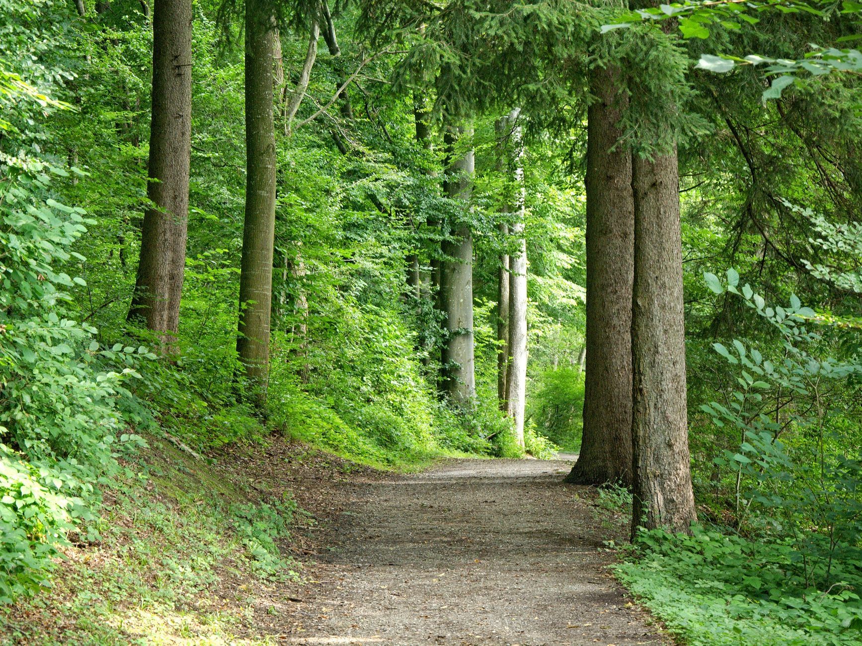 Ein Wanderer entdeckte im Schottenwald ein Teil einer Granate.