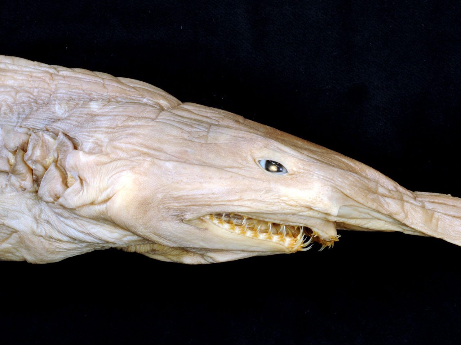 Die Tiefseehaie sind ein Geschenk an das Naturhistorische Museum Wien. Die Tiefseehaie sind ein Geschenk an das Naturhistorische Museum Wien.