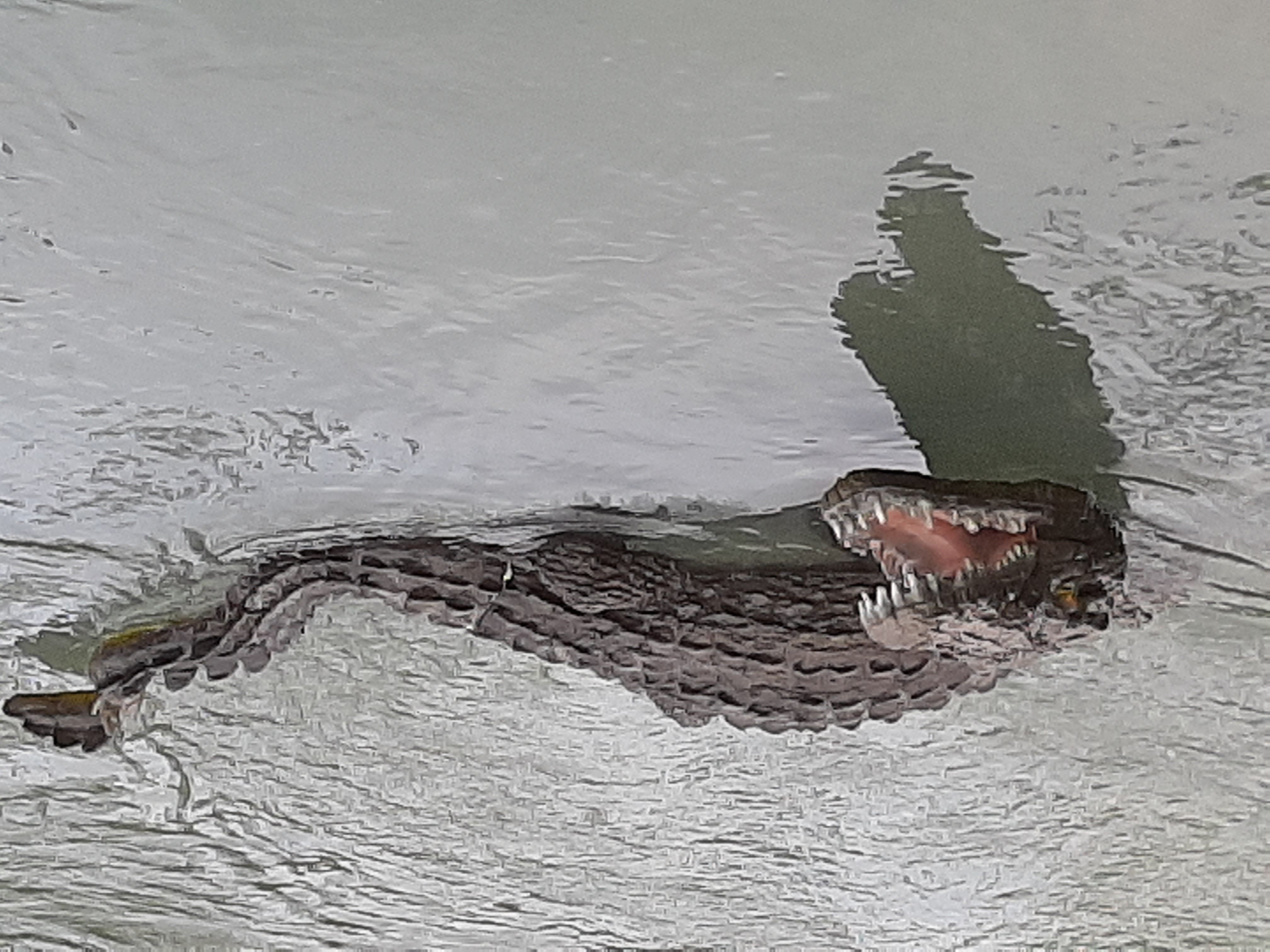 Krokodil bei der kleinen Ill