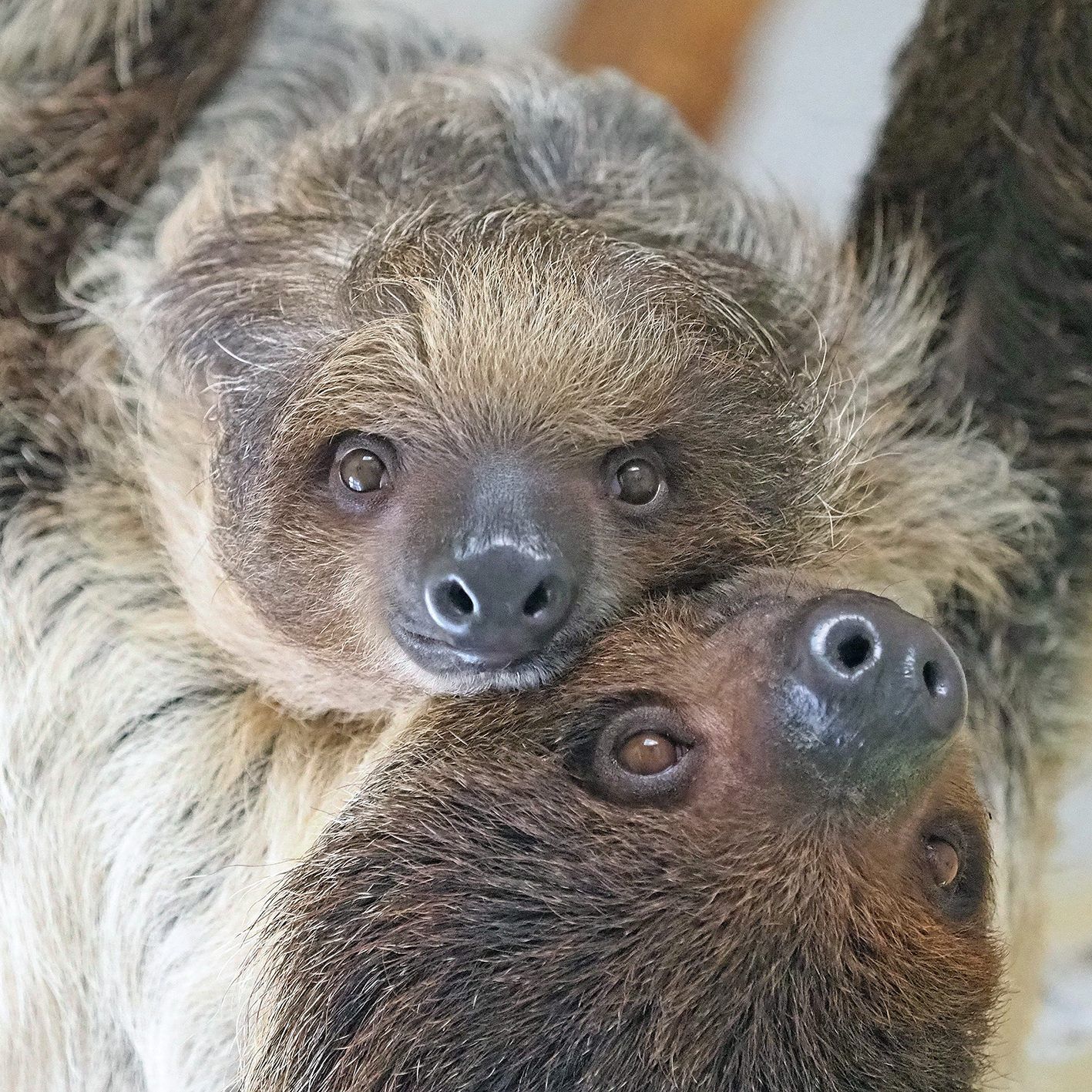 Auch in Schönbrunn wurde der Tag des Faultiers gefeiert.