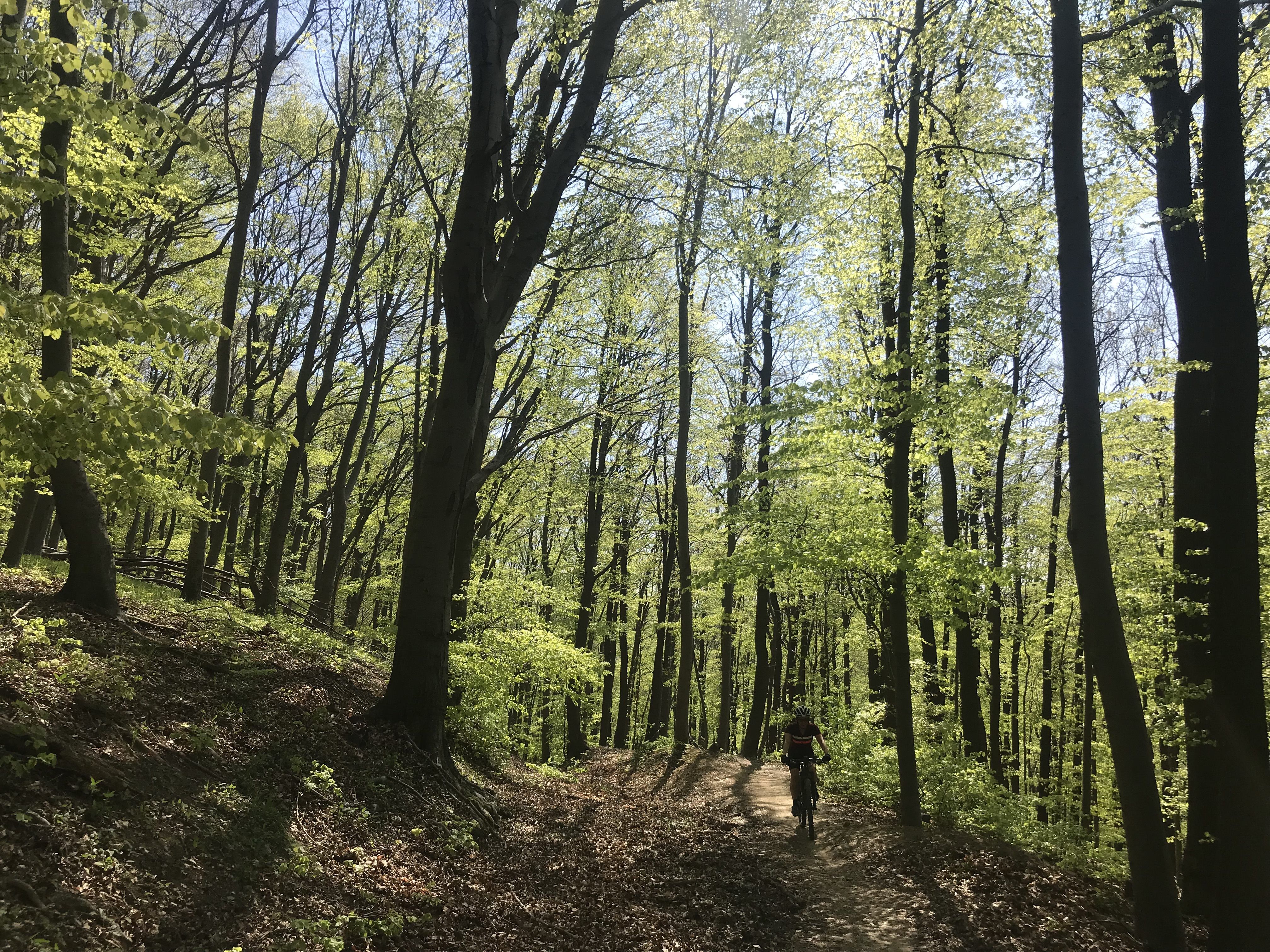 Der Unfall ereignete sich im Wienerwald. Der Unfall ereignete sich im Wienerwald.