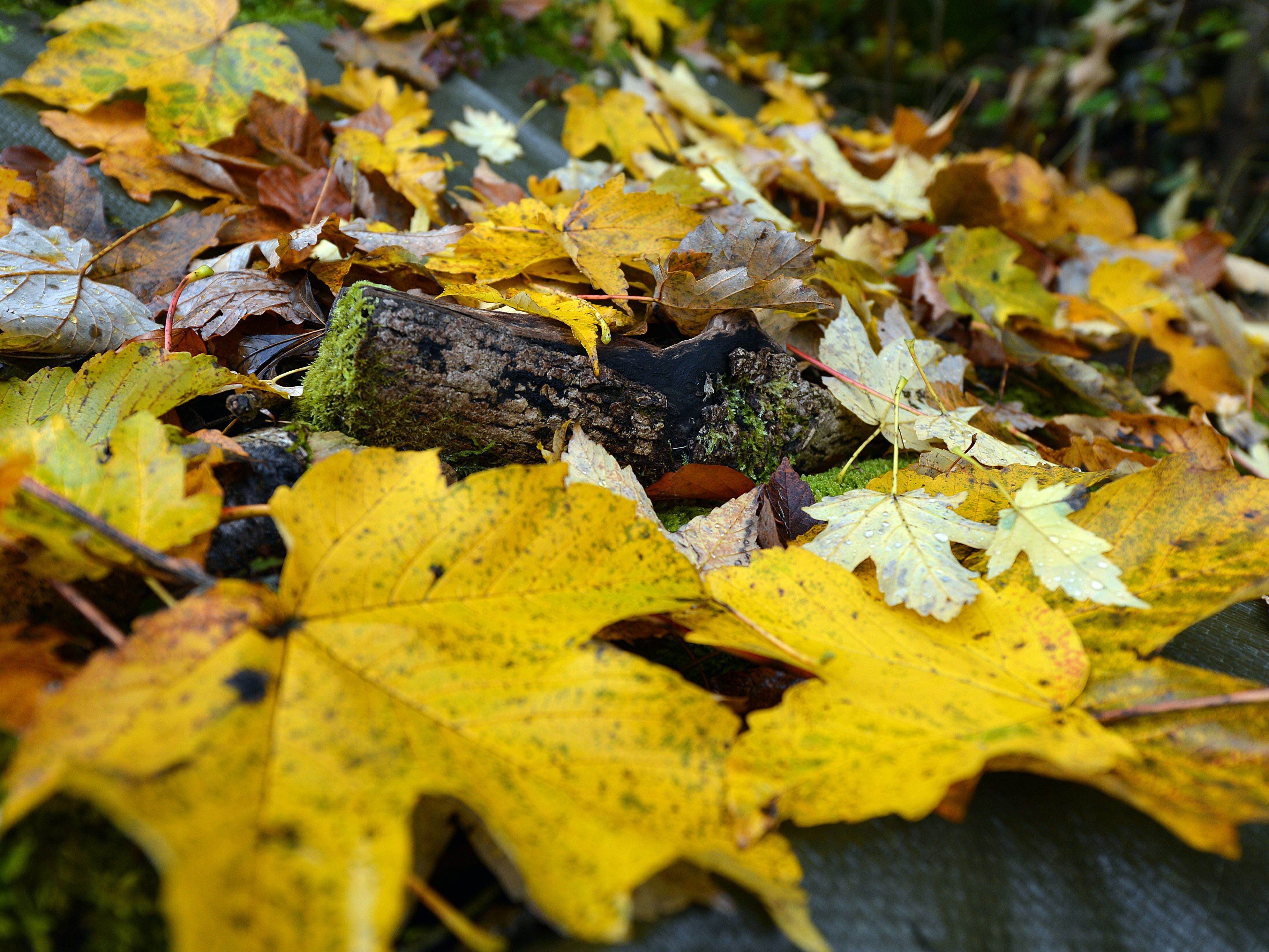 Sonne, Wolken, Regen - in der kommenden Woche ist alles mit dabei.