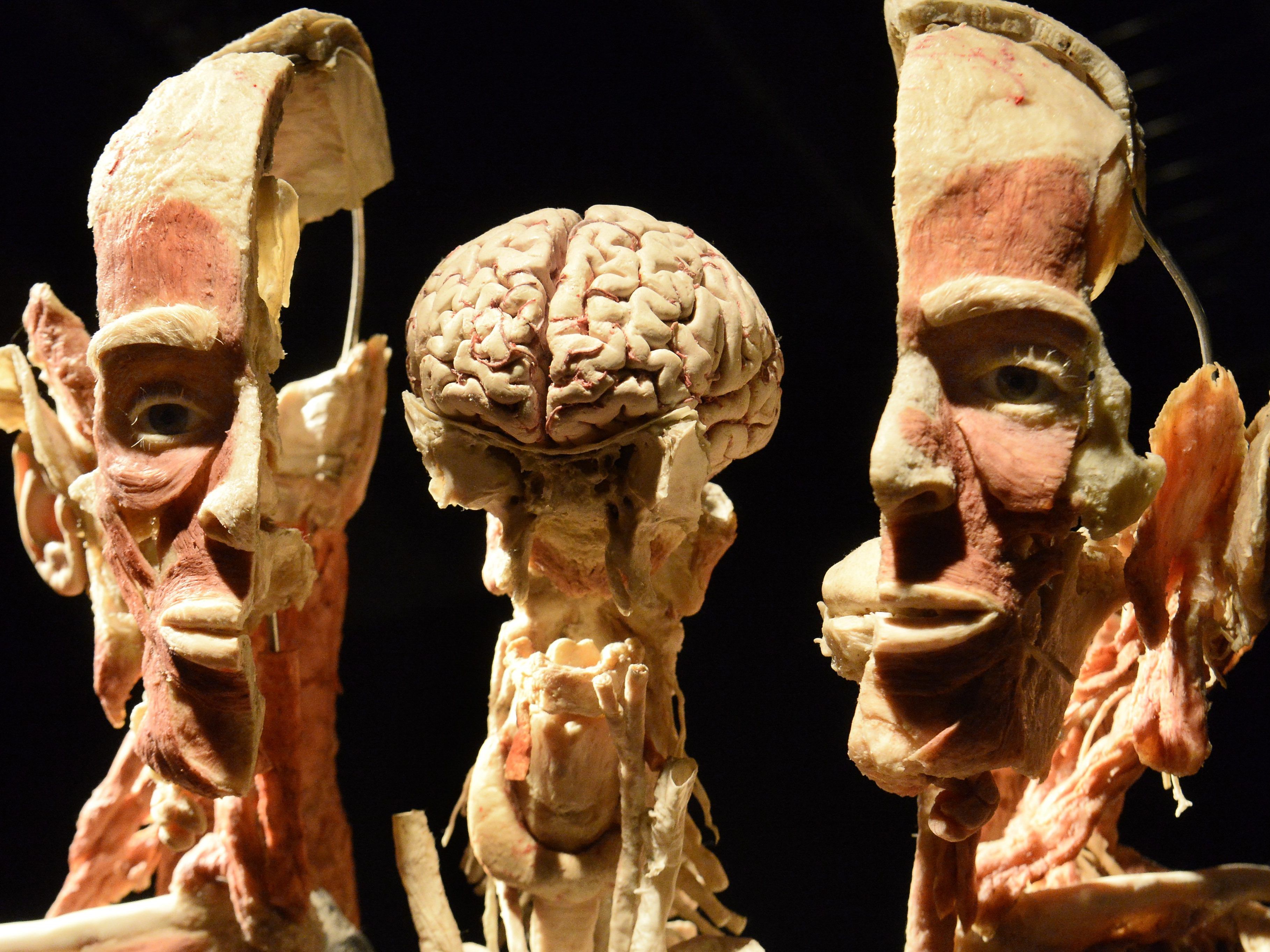 Die "Körperwelten"-Ausstellung gastiert in der Wiener Stadthalle. Die "Körperwelten"-Ausstellung gastiert in der Wiener Stadthalle.