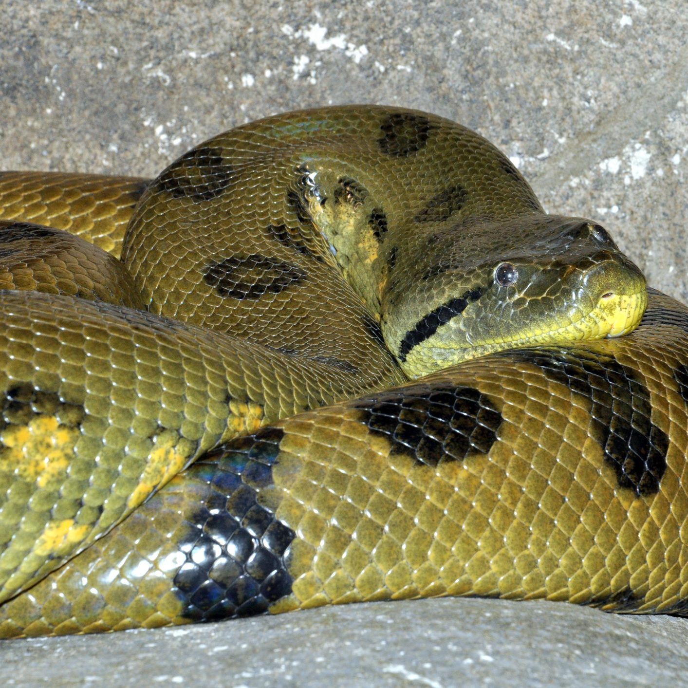 Im Wiener Haus des Meeres wird spekuliert, ob man die größten Anakondas Europas besitzt.