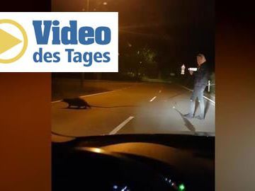 Bayern: Ein Biber bekommt unerwartet Hilfe Bayern: Ein Biber bekommt unerwartet Hilfe
