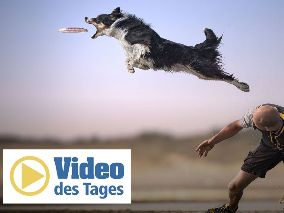 Spaß mit Frisbee: Fliegende Hunde in voller Aktion