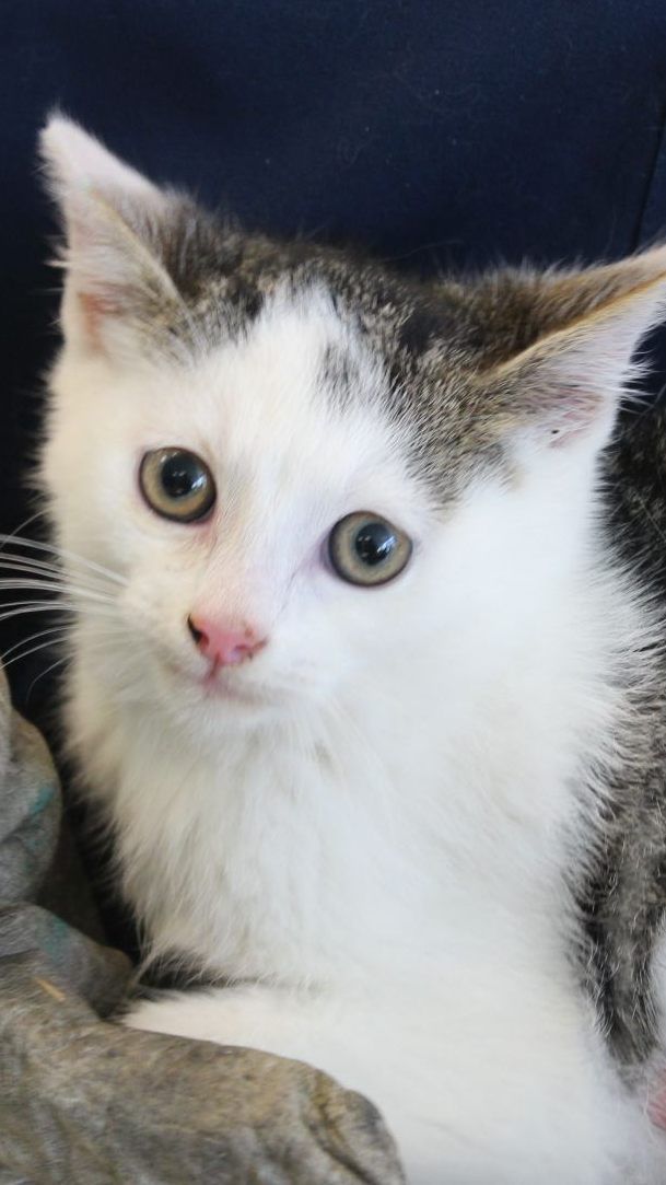 "Charlie und seine Engel" sind in Sicherheit.