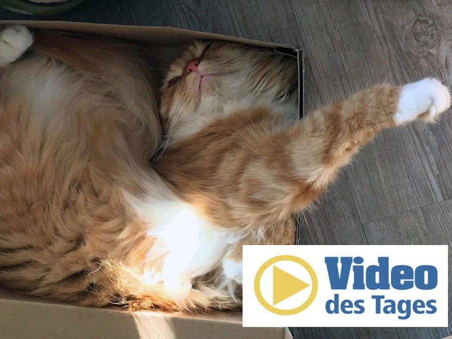 Warum lieben Katzen Kartons?