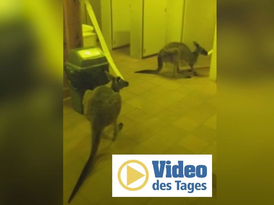 Freche Kängurus hüpfen auf dem Klo herum und fressen Toilettenpapier Freche Kängurus hüpfen auf dem Klo herum und fressen Toilettenpapier