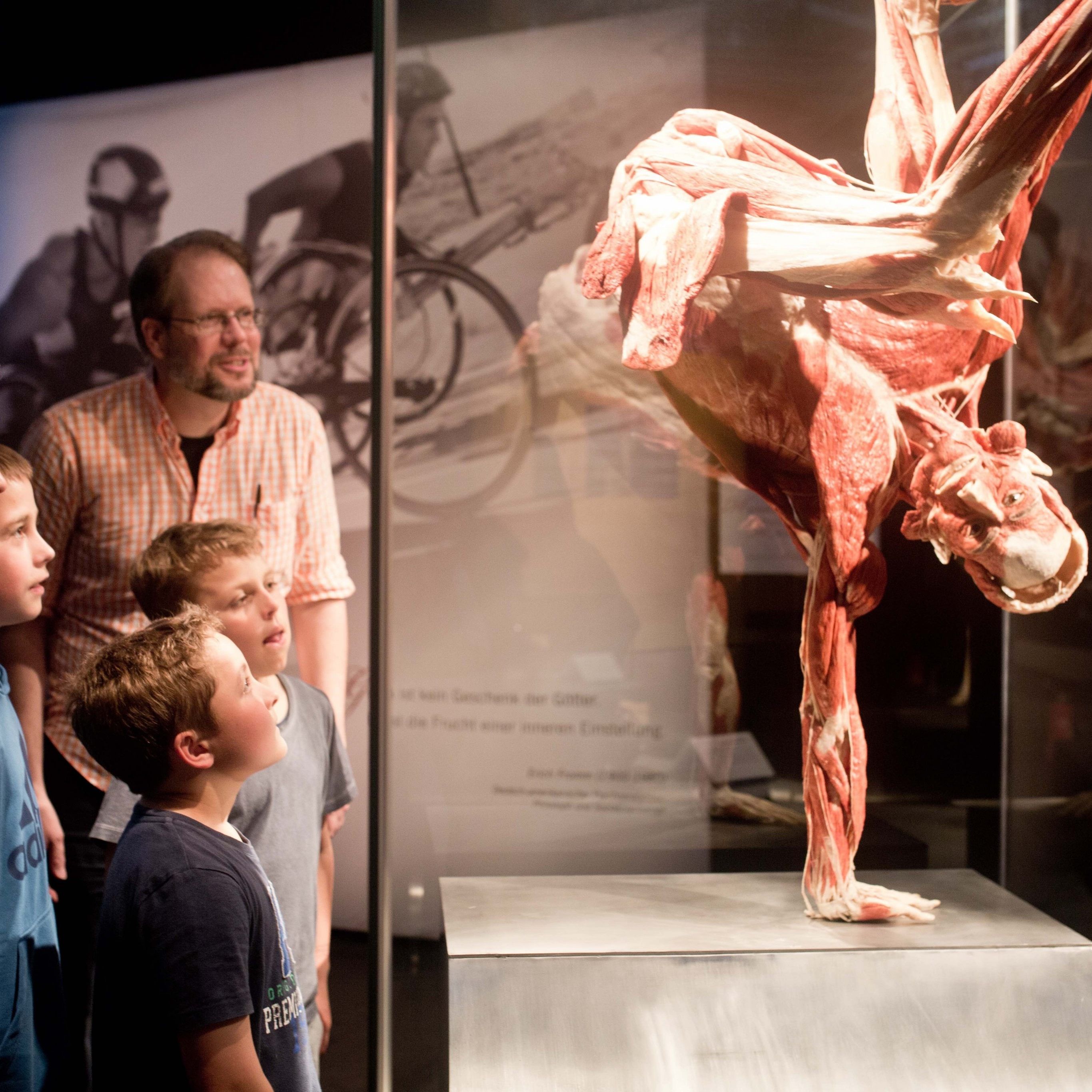 Die "Körperwelten" gastieren bis Februar 2020 in der Wiener Stadthalle.