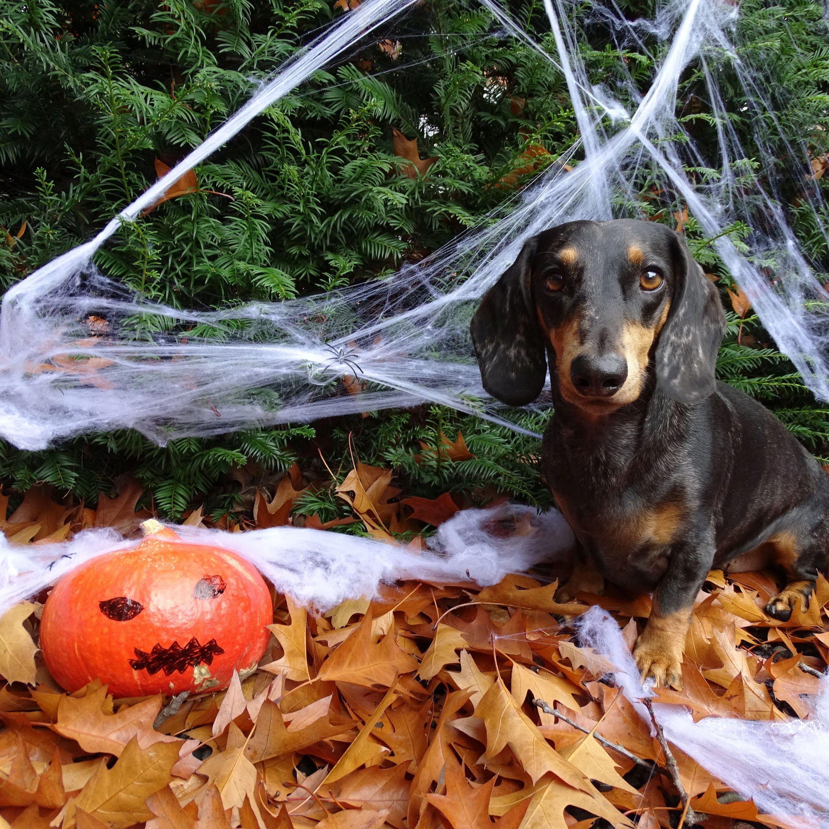 So gemütlich wie auf diesem Bild ist es für Heimtiere zu Halloween nicht immer