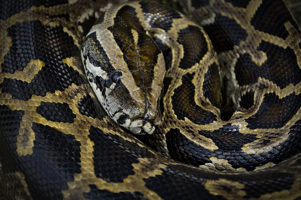 2,5 Meter Python entwischt