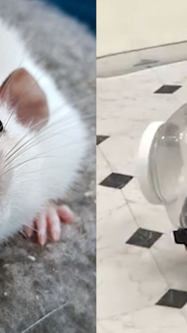 Forscher bringen Ratten Autofahren bei.