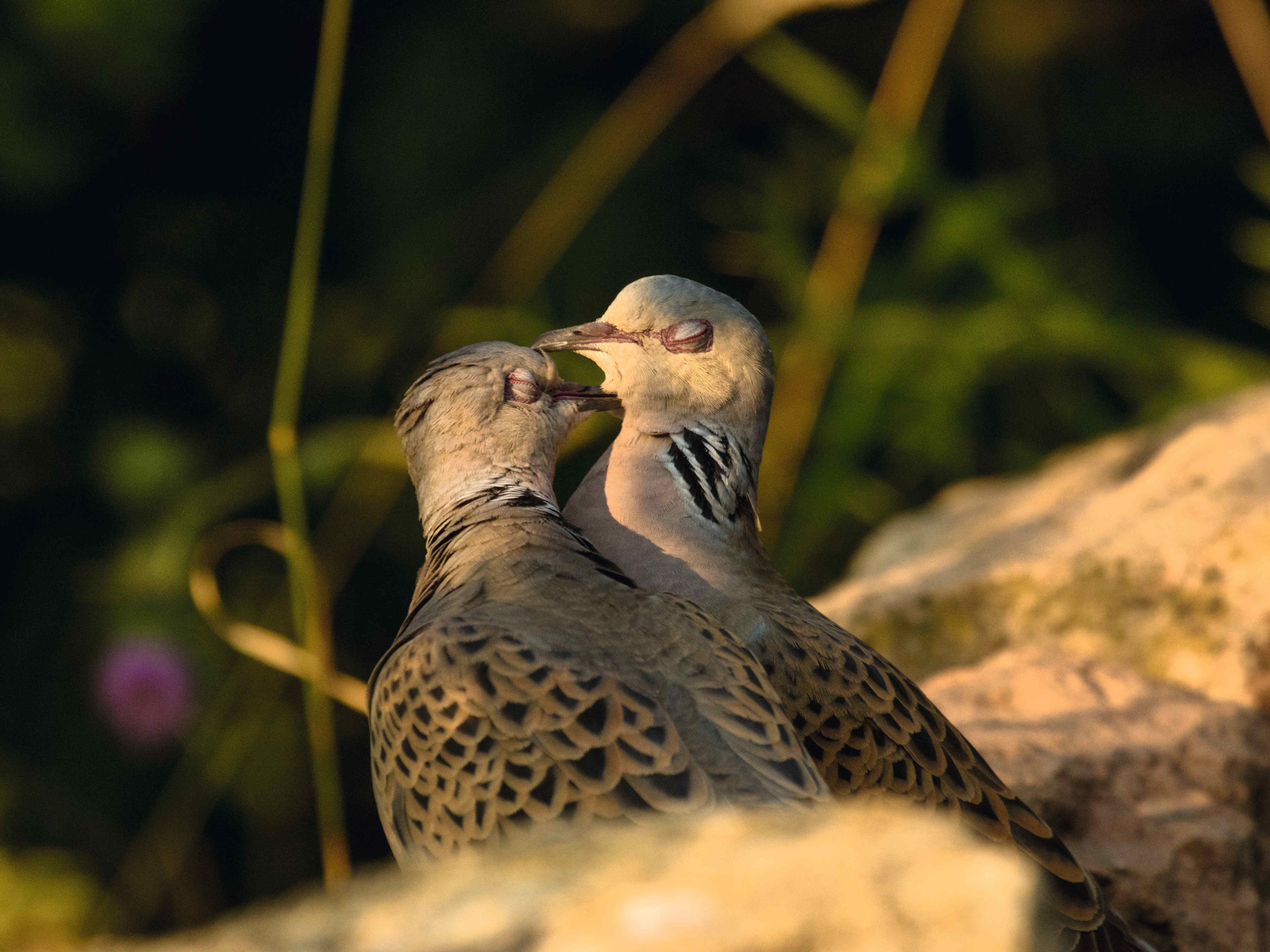 In Europa hat es sich vielleicht schon bald ausgeturtelt.