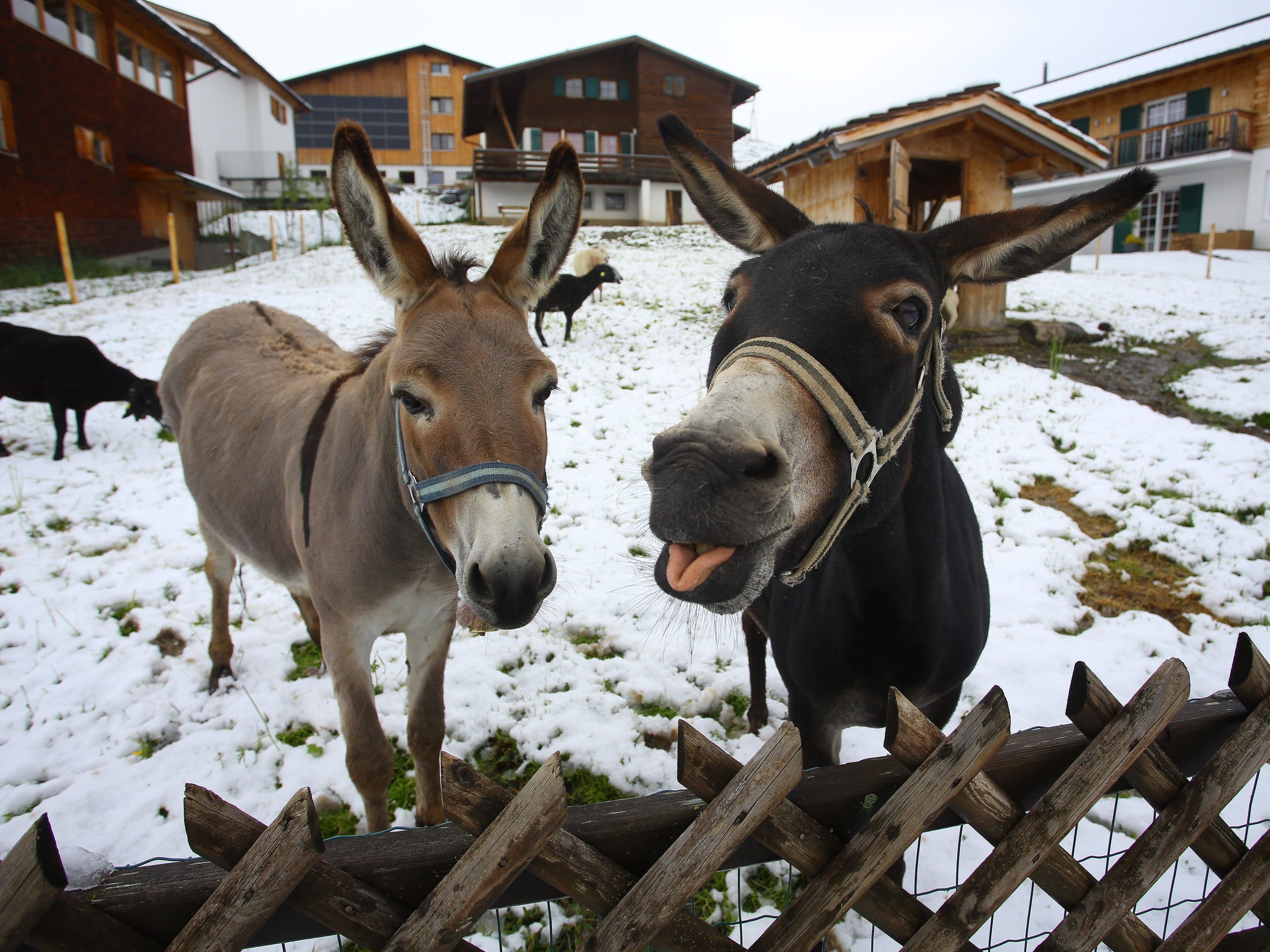 In den nächsten Tagen könnte es schneien.