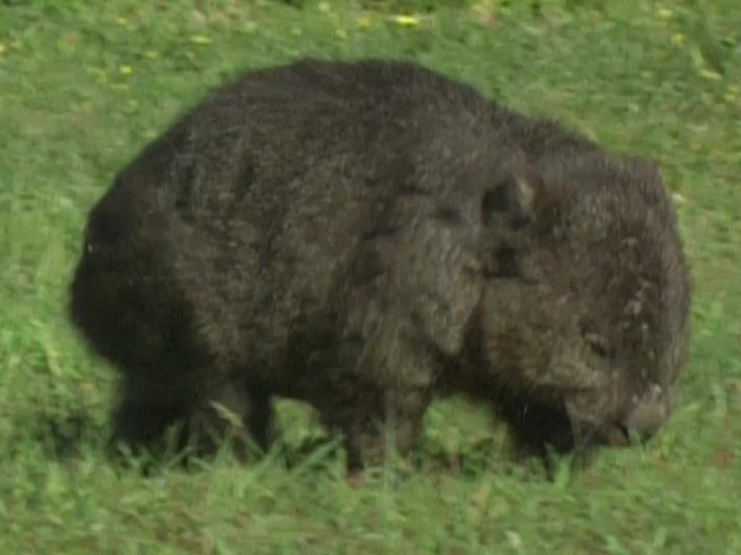 Mann erschlägt Wombat mit Steinen.