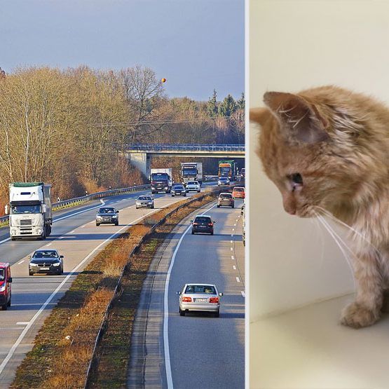 Diese abgemagerte Katze konnte von ASFINAG-Mitarbeitern gerettet werden