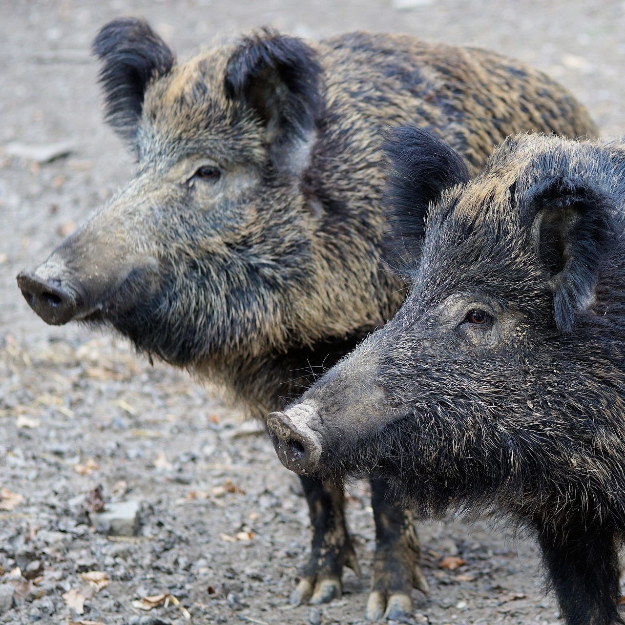 Die Wildschweine liefen über die Westautobahn.